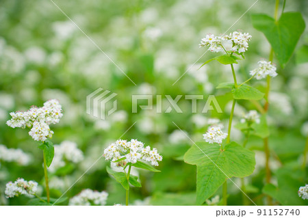 ソバの花 91152740