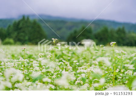 満開のソバ畑 91153293