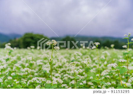 満開のソバ畑 満開のソバ畑 91153295
