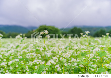 満開のソバ畑 91153296