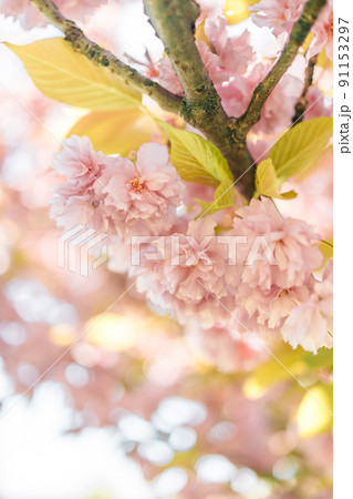 Cherry blossom flower in spring for background or copy space for text Cherry blossom flower in spring for background or copy space for text 91153297