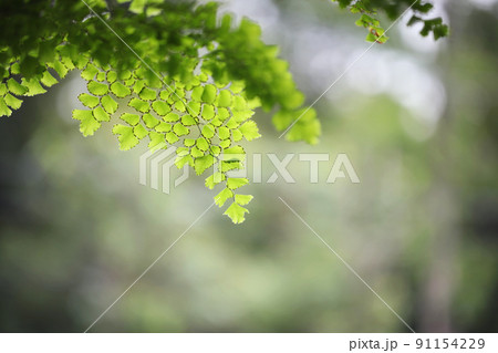 Fern Bush Maidenhair Fern leaves 91154229