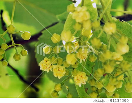 菩提樹の花2 91154390