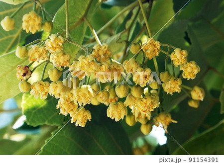 菩提樹の花3 91154391