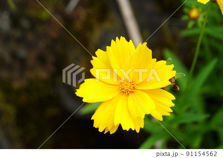 黄色いホソバハルシャギクの花 91154562