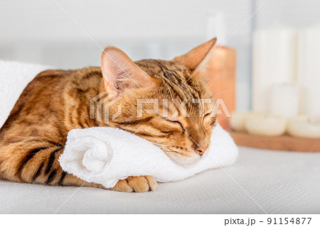 Bengal cat with body massage in spa. Bengal cat with body massage in spa. 91154877