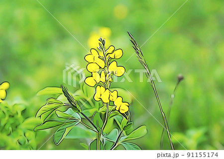 パステル調　”満開の花　センダイハギ”　イラストイメージ 91155174