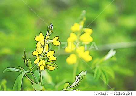 パステル調　”満開の花　センダイハギ”　イラストイメージ 91155253