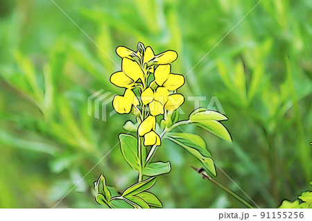 パステル調　”満開の花　センダイハギ”　イラストイメージ 91155256