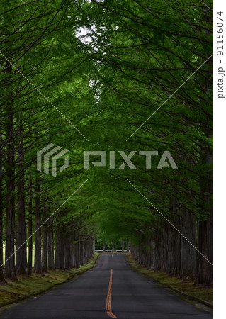 泉国際　ゴルフ場　並木道　メタセコイア　新緑　林　樹木　木　樹泉国際　ゴルフ場 91156074