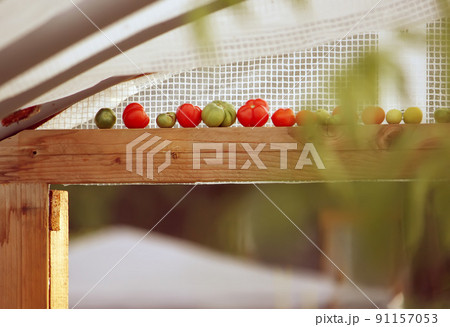 Vegetables growing in the greenhouse. 91157053