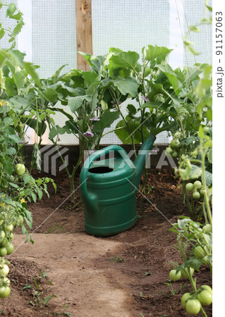 Vegetables growing in the greenhouse. Vegetables growing in the greenhouse. 91157063
