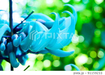 ヒスイカズラの花 ヒスイカズラの花 91159233
