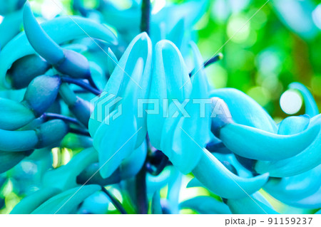 ヒスイカズラの花 ヒスイカズラの花 91159237