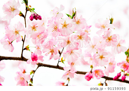 色が濃い桜の花 色が濃い桜の花 91159393