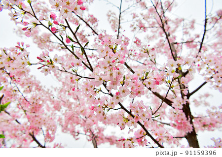 色が濃い桜の花 色が濃い桜の花 91159396