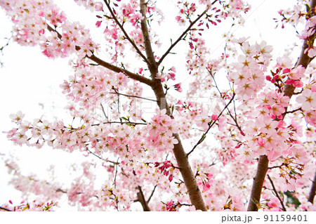 色が濃い桜の花 色が濃い桜の花 91159401