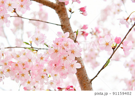 色が濃い桜の花 色が濃い桜の花 91159402