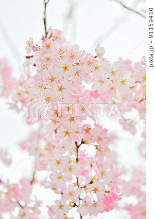 色が濃い桜の花 色が濃い桜の花 91159410