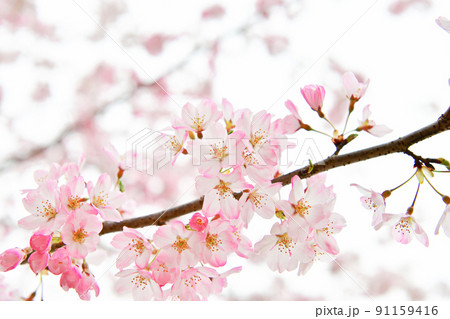 色が濃い桜の花 色が濃い桜の花 91159416