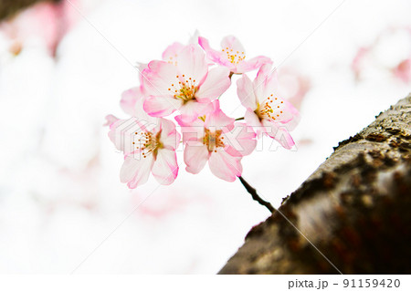 色が濃い桜の花 色が濃い桜の花 91159420