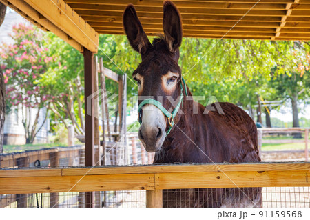 Close up shot of donkey in Old City Park Close up shot of donkey in Old City Park 91159568