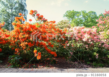Beautiful Rhododendron flowers in spring park. 91160058