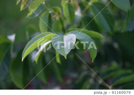 Green walnut leaves 91160079