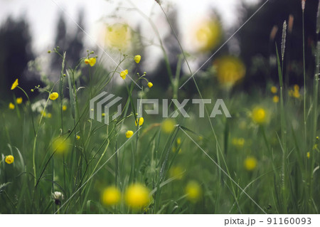 Yellow buttercup on a green field background. Wildflowers 91160093