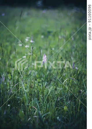 Wildflowers on a green meadow background at summer evening. 91160096