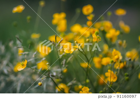 Ranunculus arvensis yellow flowers. Corn buttercup flowers plants on spring meadow. Ranunculus arvensis yellow flowers. Corn buttercup flowers plants on spring meadow. 91160097