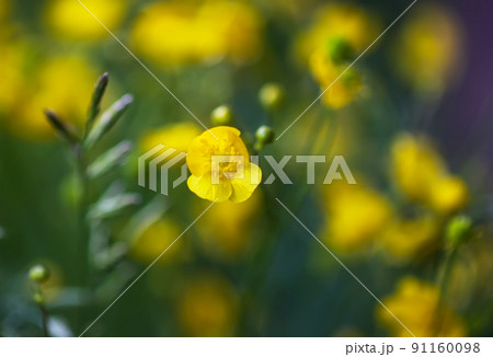 Ranunculus arvensis yellow flowers. Corn buttercup flowers plants on spring meadow. Ranunculus arvensis yellow flowers. Corn buttercup flowers plants on spring meadow. 91160098