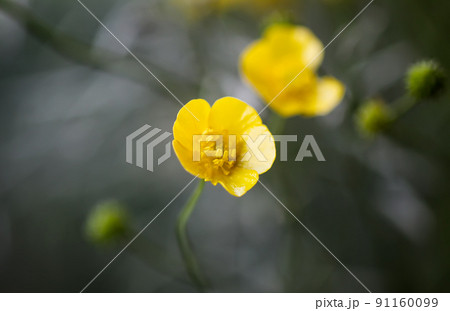 Ranunculus arvensis yellow flowers. Corn buttercup flowers plants on spring meadow. Ranunculus arvensis yellow flowers. Corn buttercup flowers plants on spring meadow. 91160099