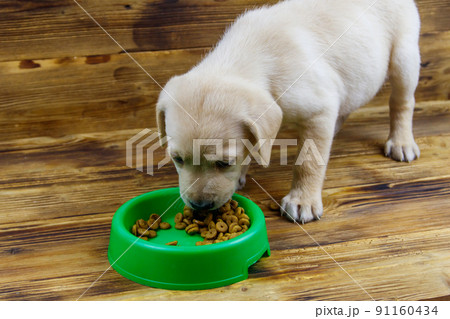 Small cute labrador retriever puppy dog eating his food from green plastic bowl on a floor 91160434