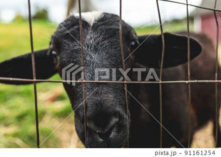 Close up sheep standing looking through a wire mesh fence Close up sheep standing looking through a wire mesh fence 91161254