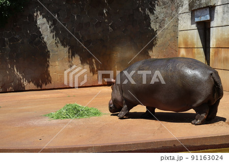 片足をあげ歩きながら緑の葉っぱの餌に向かって歩くコビトカバのいる動物園の飼育スペースの風景 91163024