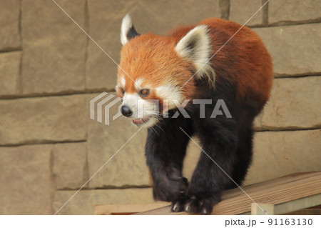 板を渡るレッサーパンダ 91163130