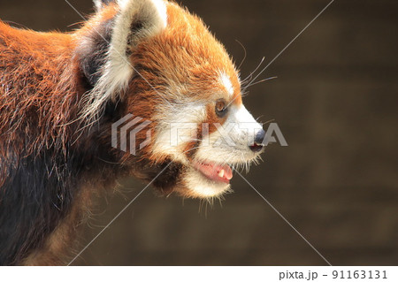 レッサーパンダの横顔 91163131