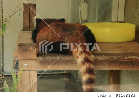 昼寝をするレッサーパンダのしっぽ 91163133