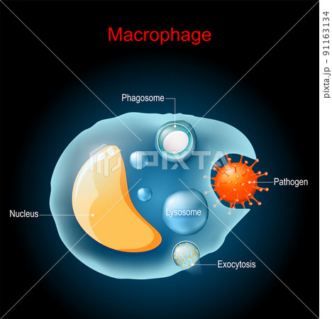 Phagocytosis. Macrophage anatomy. Cell structure. 91163134