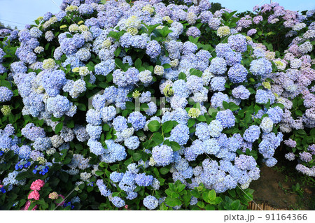 あじさい6562 91164366