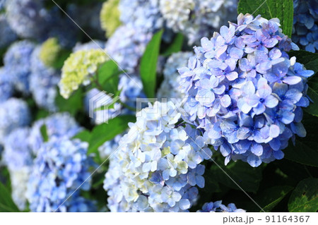 あじさい6567 91164367