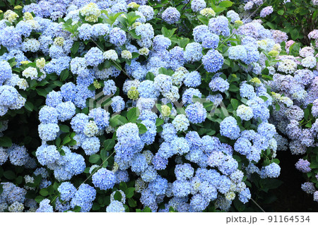 あじさい6354 91164534