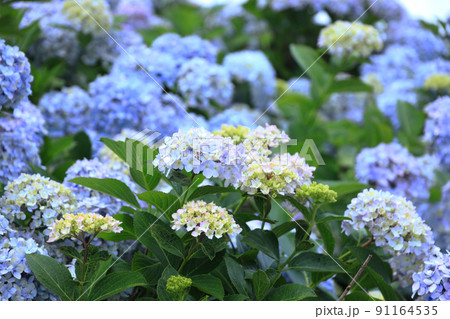 あじさい6373 91164535