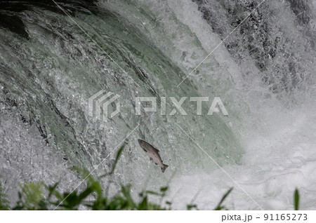 生命の躍動 サクラマスの滝登り 生命の躍動 サクラマスの滝登り 91165273