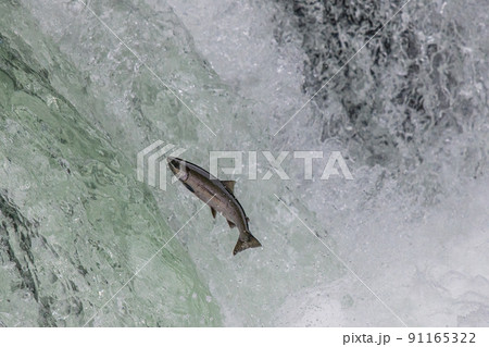 生命の躍動　サクラマスの滝登り　　 91165322