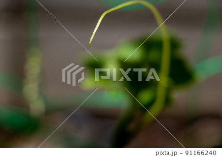 植物の細いつるの先端 91166240