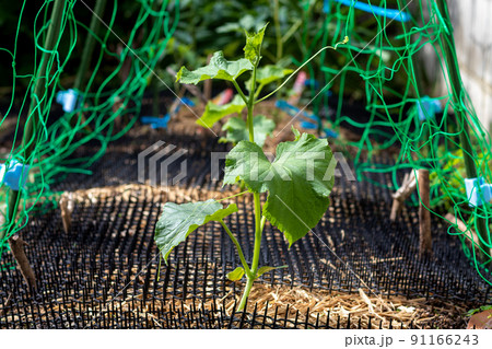 畑に植えられたキュウリの苗 91166243
