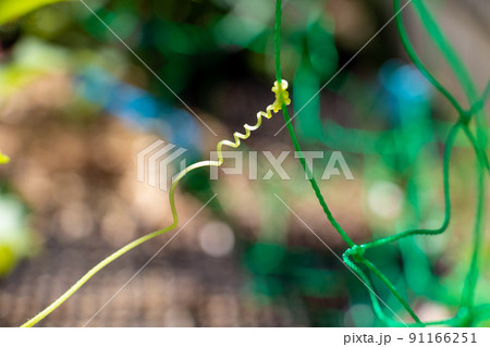 園芸ネットに巻き付いた植物のつる 91166251