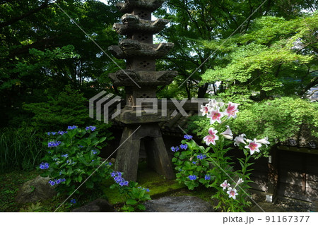 6月　町田439ユリ(百合)･ユリ科･千手院 91167377